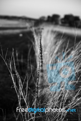 Rusted Sharp Timber And Metal Barb Wire Fence Stock Photo