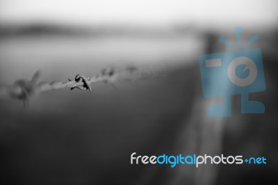 Rusted Sharp Timber And Metal Barb Wire Fence Stock Photo