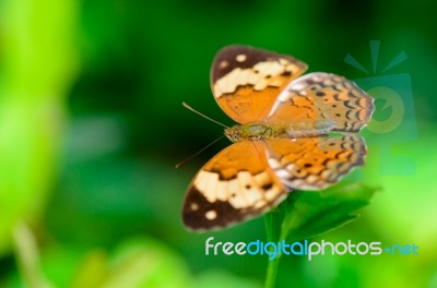 Rustic Butterfly ( Cupha Erymanthis ) Stock Photo