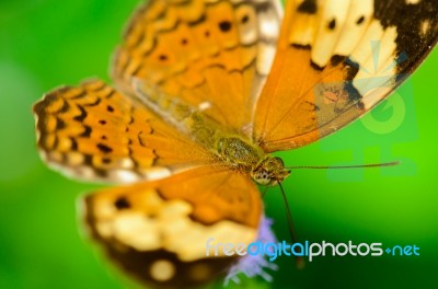 Rustic Butterfly ( Cupha Erymanthis ) Stock Photo