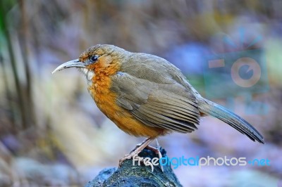 Rusty-cheeked Scimitar-babbler Stock Photo