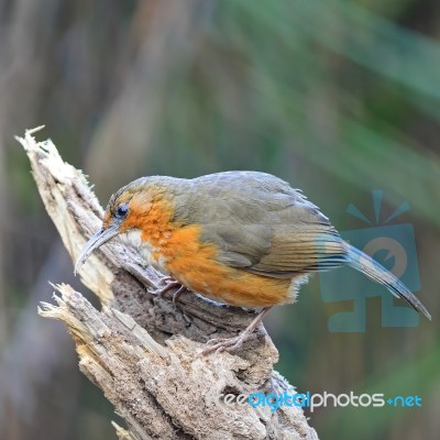 Rusty-cheeked Scimitar-babbler Stock Photo