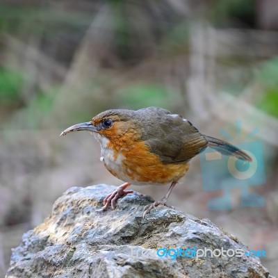 Rusty-cheeked Scimitar-babbler Stock Photo