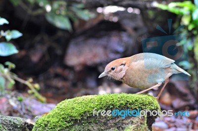 Rusty-naped Pitta Stock Photo