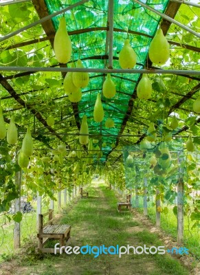 
Winter Melon Stock Photo