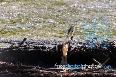 Sacred Kingfisher (todiramphus Sanctus) Stock Photo