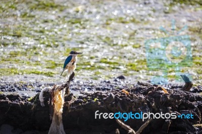 Sacred Kingfisher (todiramphus Sanctus) Stock Photo