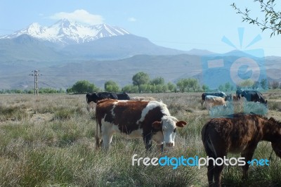 Sacrificial Cows Grass In The Farm For Muslims Festival Of Sacrifices Stock Photo