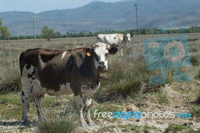 Sacrificial Cows Grass In The Farm For Muslims Festival Of Sacrifices Stock Photo