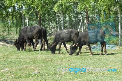 Sacrificial Cows Grass In The Farm For Muslims Festival Of Sacrifices Stock Photo