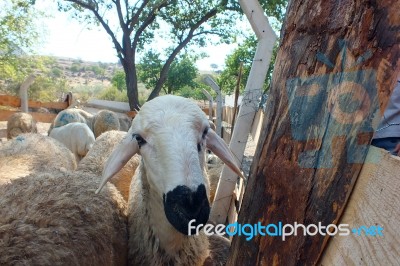 Sacrificial Sheep For Festival Of Sacrifices In Muslim Countries… Stock Photo