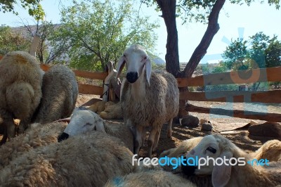 Sacrificial Sheep For Festival Of Sacrifices In Muslim Countries… Stock Photo