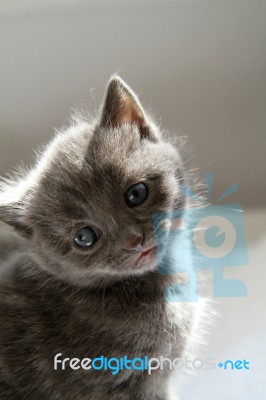 Sad Kitten Stock Photo