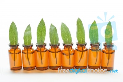 Sage Essential Oil With Sage Leaves On White  Blackground Stock Photo