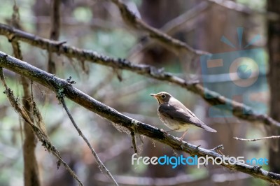 Sage Thrasher (oreoscoptes Montanus) Stock Photo