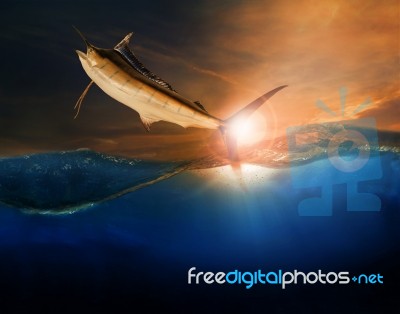 Sailfish Flying Over Blue Sea Ocean Use For Marine Life And Beautiful Aquatic Nature Stock Photo