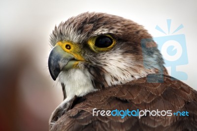 Saker Falcon Stock Photo