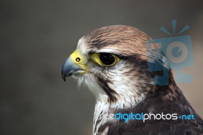 Saker Falcon Stock Photo