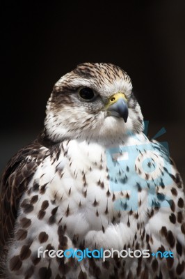 Saker Falcon Stock Photo