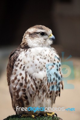 Saker Falcon Stock Photo