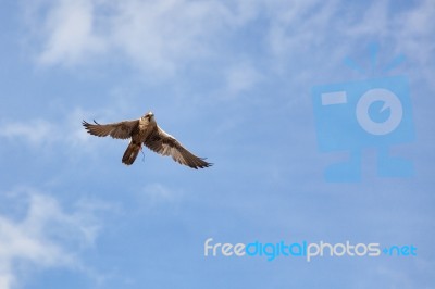 Saker Falcon (falco Cherrug) In Flight Stock Photo