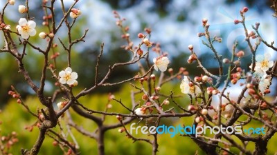 Sakura Stock Photo