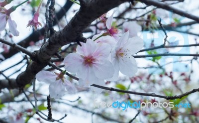 Sakura Stock Photo