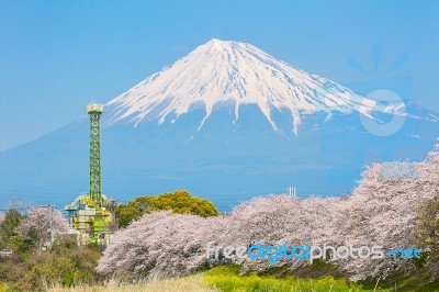 Sakura Blossoms And Mountain Fuji In Japan Spring Season Stock Photo