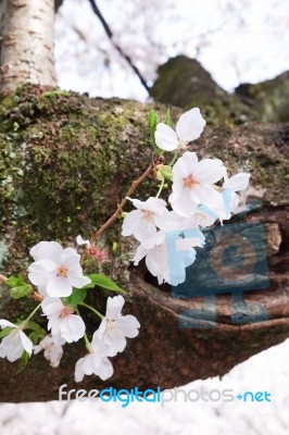 Sakura Cherry Blossom Stock Photo