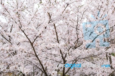 Sakura Cherry Blossom Stock Photo