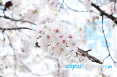 Sakura Cherry Blossom Stock Photo