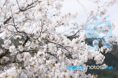 Sakura Cherry Blossom Stock Photo