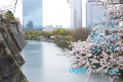 Sakura Cherry Blossom Stock Photo