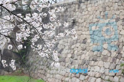 Sakura Cherry Blossom Stock Photo