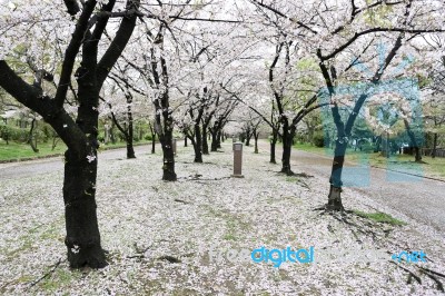 Sakura Cherry Blossom Stock Photo