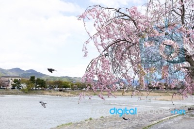 Sakura Cherry Blossom Stock Photo