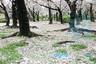 Sakura Cherry Blossom Stock Photo