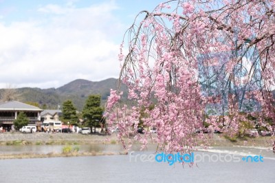 Sakura Cherry Blossom Stock Photo