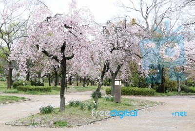 Sakura Cherry Blossom Stock Photo