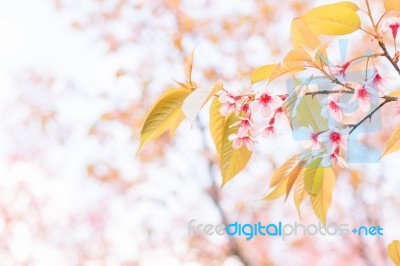 Sakura Flowers Blooming Blossom In Chiang Mai, Thailand Stock Photo