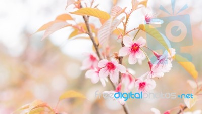 Sakura Flowers Blooming Blossom In Chiang Mai, Thailand Stock Photo