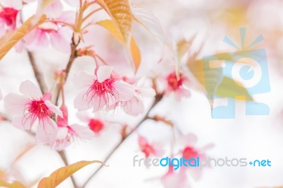 Sakura Flowers Blooming Blossom In Chiang Mai, Thailand Stock Photo