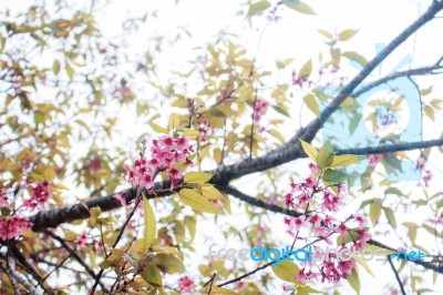 Sakura Of Branches At Sunlight Stock Photo