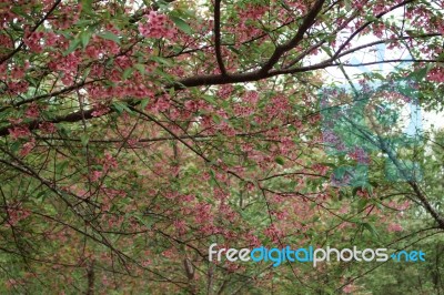 Sakura On A Tree Stock Photo