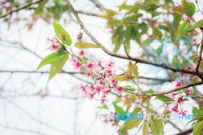 Sakura On Branch Stock Photo