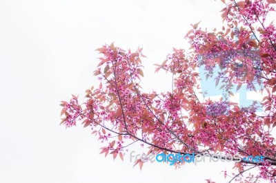 Sakura On The Sky Stock Photo