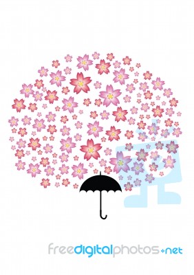 Sakura Umbrella Stock Image