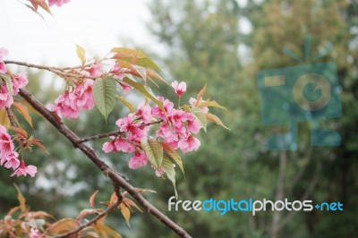 Sakura With Autumn At Sky Stock Photo