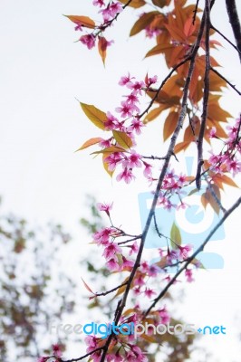 Sakura With Sky Stock Photo