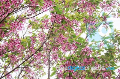 Sakura With The Colorful Stock Photo